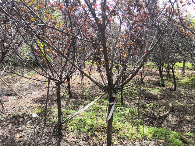 沭陽長景園林紫葉矮櫻種植基地實拍圖片 沭陽長景園林紫葉矮櫻種植基地實拍圖片