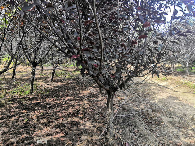 沭陽長景園林紫葉矮櫻種植基地實拍圖片 沭陽長景園林紫葉矮櫻種植基地實拍圖片