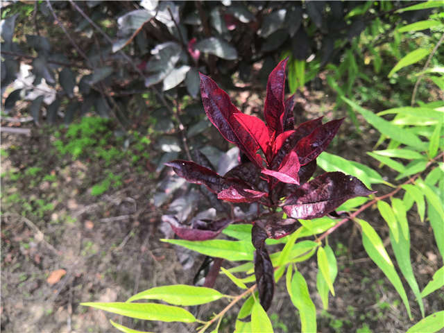 沭陽長景園林紫葉矮櫻種植基地實拍圖片 沭陽長景園林紫葉矮櫻種植基地實拍圖片