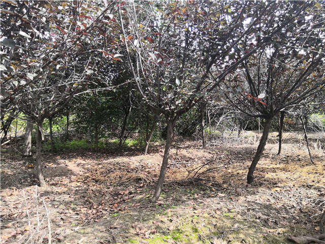 沭陽長景園林紫葉矮櫻種植基地實拍圖片 沭陽長景園林紫葉矮櫻種植基地實拍圖片