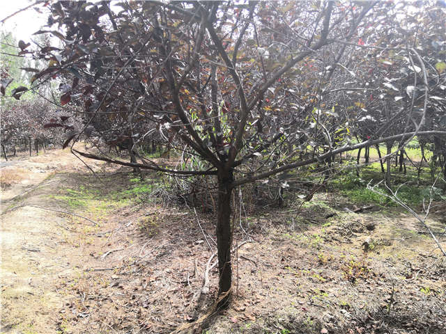 沭陽長景園林紫葉矮櫻種植基地實拍圖片 沭陽長景園林紫葉矮櫻種植基地實拍圖片
