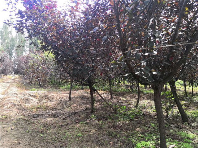 沭陽長景園林紫葉矮櫻種植基地實拍圖片 沭陽長景園林紫葉矮櫻種植基地實拍圖片