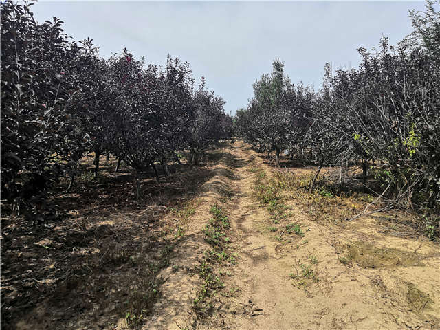 沭陽長景園林紫葉矮櫻種植基地實拍圖片 沭陽長景園林紫葉矮櫻種植基地實拍圖片