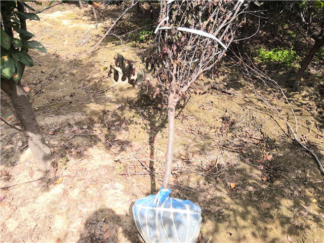 沭陽長景園林紫葉矮櫻種植基地實拍圖片 沭陽長景園林紫葉矮櫻種植基地實拍圖片