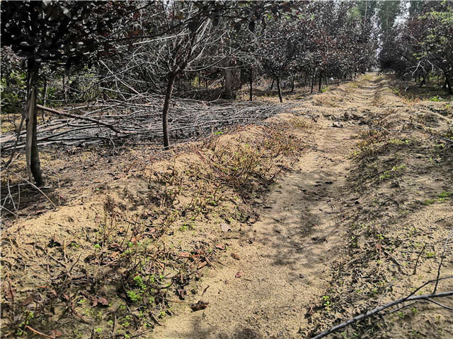 沭陽長景園林紫葉矮櫻種植基地實拍圖片 沭陽長景園林紫葉矮櫻種植基地實拍圖片