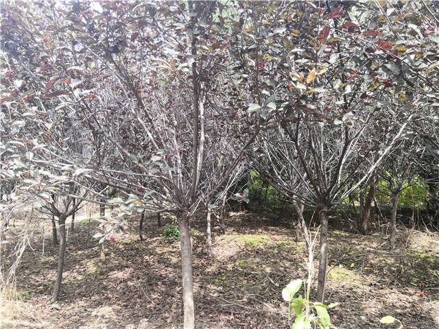 沭陽長景園林紫葉矮櫻種植基地實拍圖片 沭陽長景園林紫葉矮櫻種植基地實拍圖片