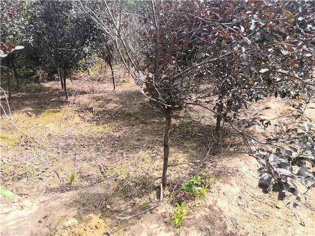 沭陽長景園林紫葉矮櫻種植基地實拍圖片 沭陽長景園林紫葉矮櫻種植基地實拍圖片