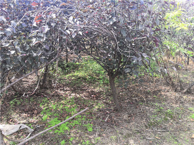 沭陽長景園林紫葉矮櫻種植基地實拍圖片 沭陽長景園林紫葉矮櫻種植基地實拍圖片