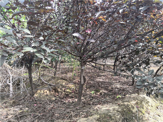 沭陽長景園林紫葉矮櫻種植基地實拍圖片 沭陽長景園林紫葉矮櫻種植基地實拍圖片