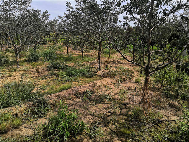 沭陽長景園林山楂種植基地實拍圖片 沭陽長景園林山楂種植基地實拍圖片