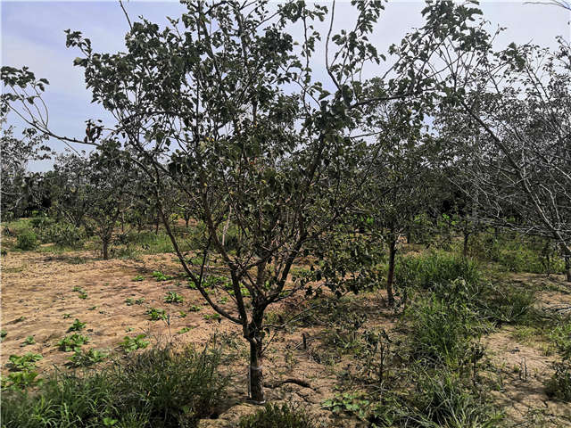 沭陽長景園林山楂種植基地實拍圖片 沭陽長景園林山楂種植基地實拍圖片