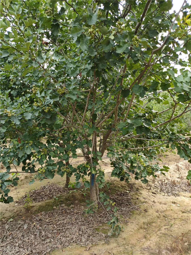 沭陽長景園林山楂種植基地實拍圖片 沭陽長景園林山楂種植基地實拍圖片