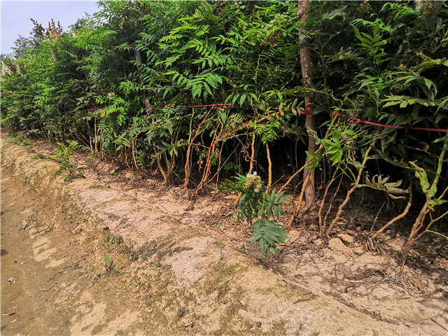 沭陽長景園林珍珠梅種植基地實拍圖片 沭陽長景園林珍珠梅種植基地實拍圖片