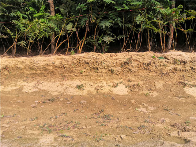 沭陽長景園林珍珠梅種植基地實拍圖片 沭陽長景園林珍珠梅種植基地實拍圖片