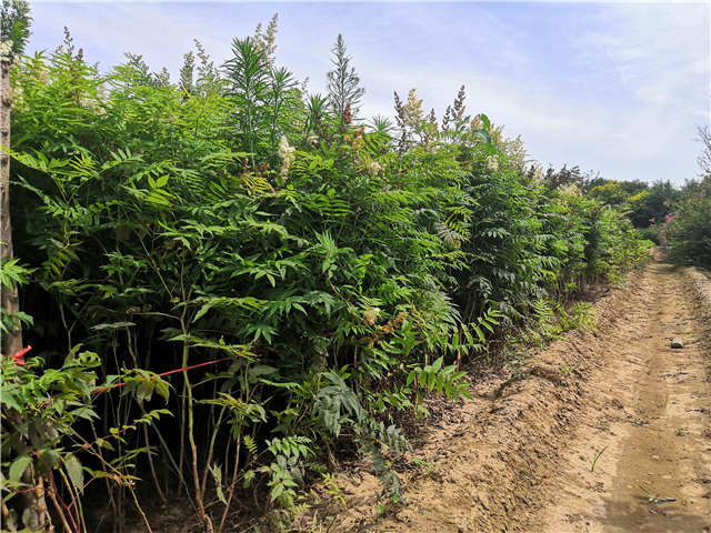 沭陽長景園林珍珠梅種植基地實拍圖片 沭陽長景園林珍珠梅種植基地實拍圖片