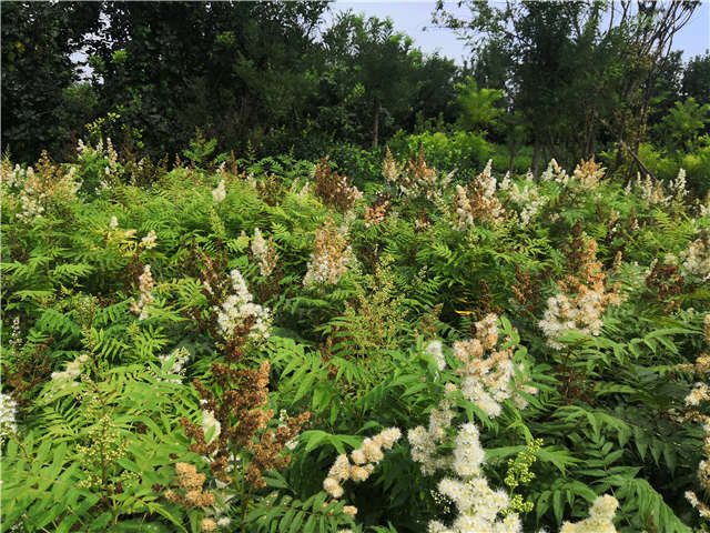 沭陽長景園林珍珠梅種植基地實拍圖片 沭陽長景園林珍珠梅種植基地實拍圖片