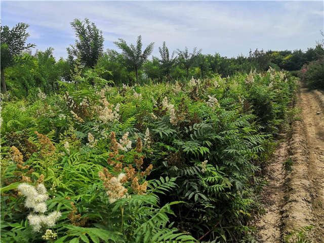 沭陽長景園林珍珠梅種植基地實拍圖片 沭陽長景園林珍珠梅種植基地實拍圖片