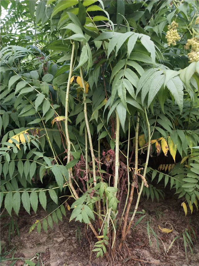 沭陽長景園林珍珠梅種植基地實拍圖片 沭陽長景園林珍珠梅種植基地實拍圖片