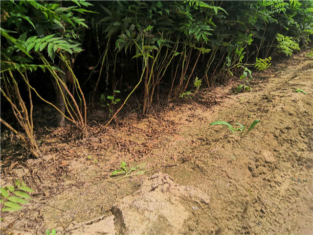 沭陽長景園林珍珠梅種植基地實拍圖片 沭陽長景園林珍珠梅種植基地實拍圖片