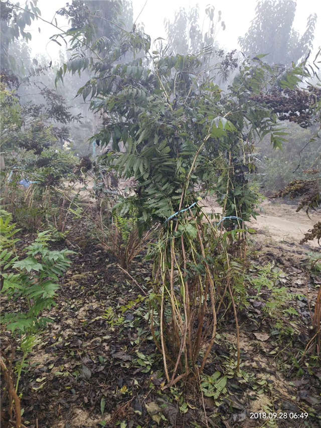 沭陽長景園林珍珠梅種植基地實拍圖片 沭陽長景園林珍珠梅種植基地實拍圖片