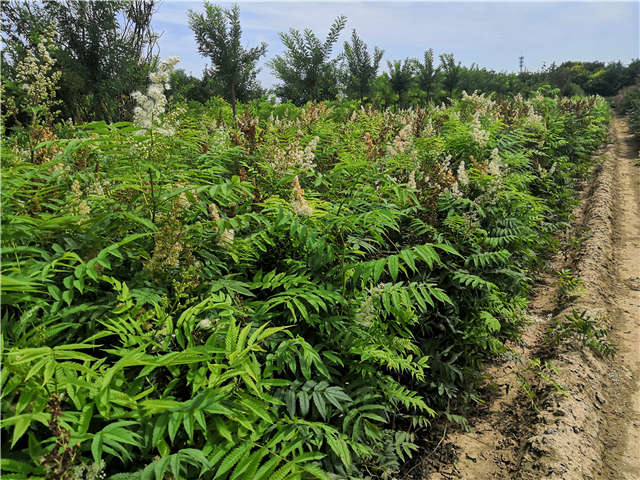 沭陽長景園林珍珠梅種植基地實拍圖片 沭陽長景園林珍珠梅種植基地實拍圖片