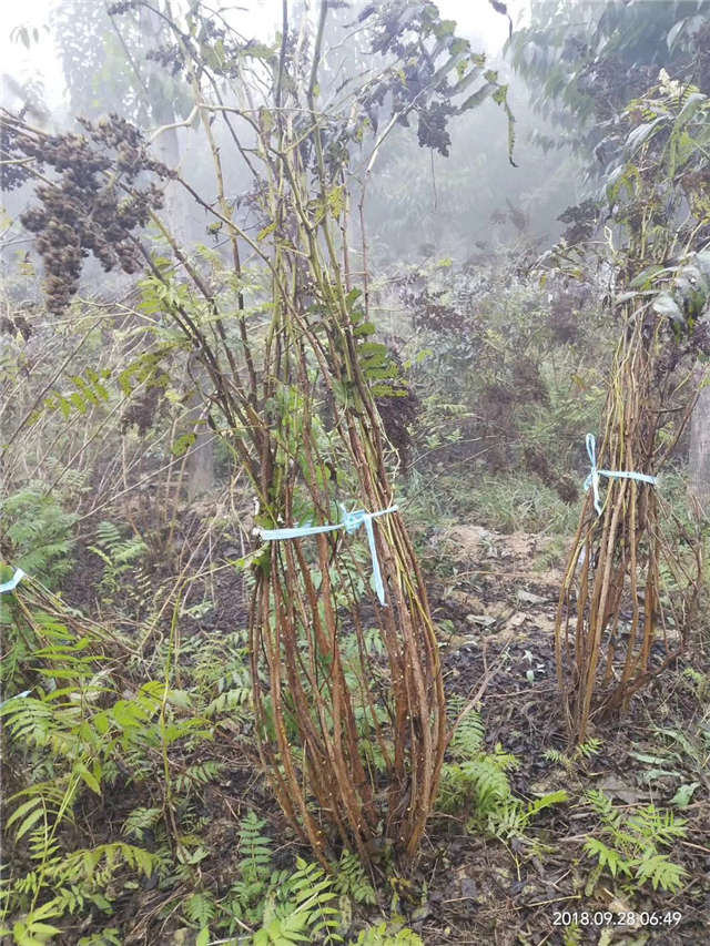 沭陽長景園林珍珠梅種植基地實拍圖片 沭陽長景園林珍珠梅種植基地實拍圖片