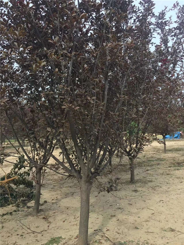 紫葉李照片種植基地實拍 紫葉李照片種植基地實拍