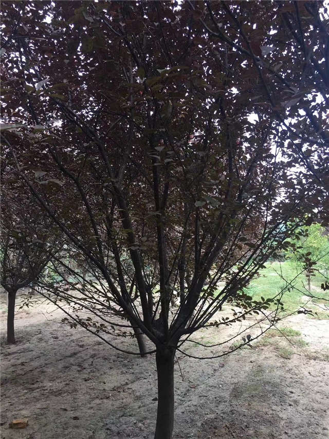 紫葉李照片種植基地實拍 紫葉李照片種植基地實拍