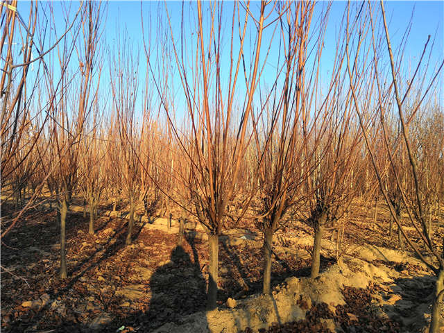 紫葉李照片種植基地實拍