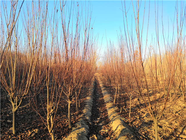 紫葉李照片種植基地實拍