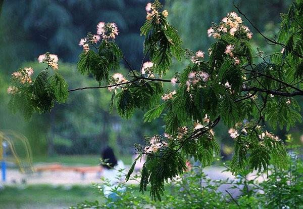 合歡花 合歡花