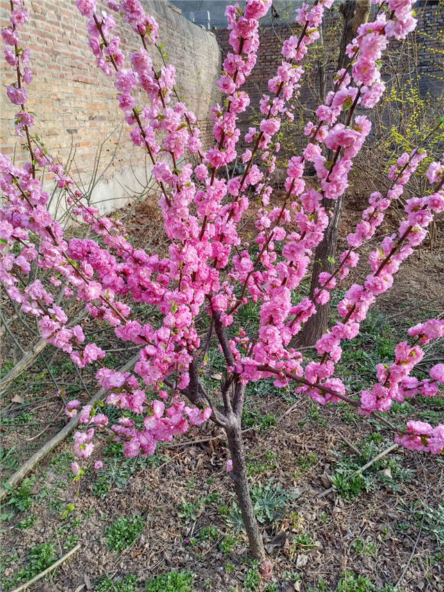 榆葉梅開花實拍 榆葉梅開花實拍