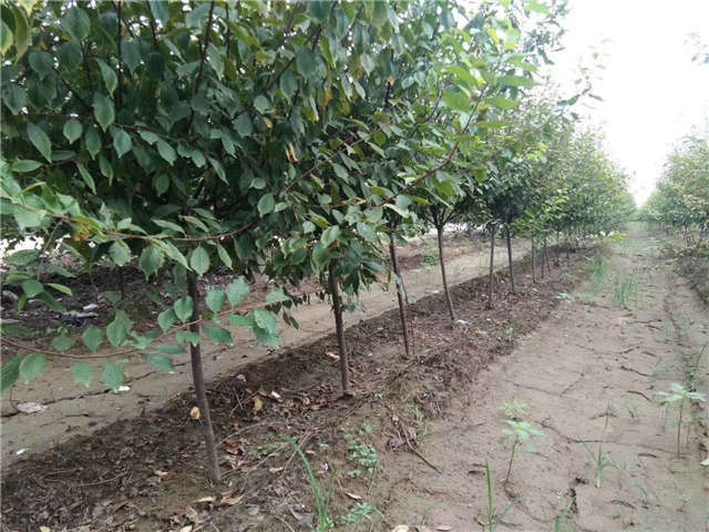 榆葉梅種植基地實拍 榆葉梅種植基地實拍
