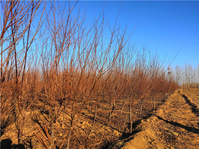 榆葉梅種植基地實拍 榆葉梅種植基地實拍