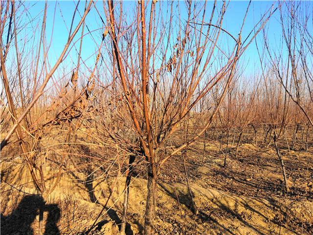 榆葉梅種植基地實拍 榆葉梅種植基地實拍
