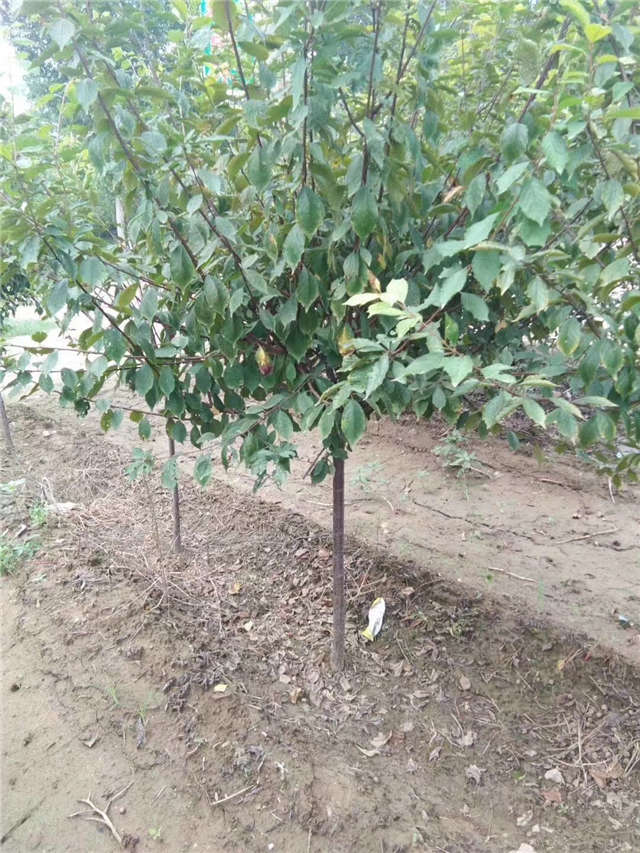 榆葉梅種植基地實拍 榆葉梅種植基地實拍