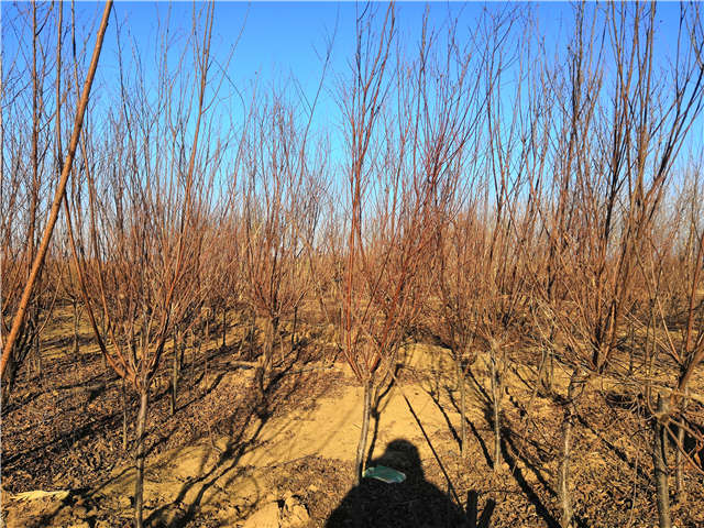 榆葉梅種植基地實拍 榆葉梅種植基地實拍