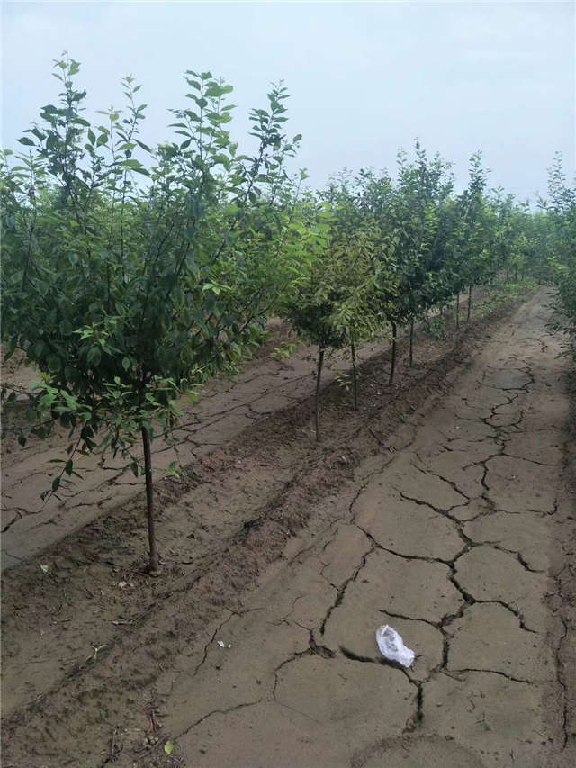 榆葉梅種植基地實拍 榆葉梅種植基地實拍