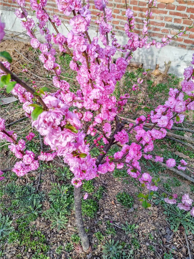 榆葉梅開花實拍 榆葉梅開花實拍