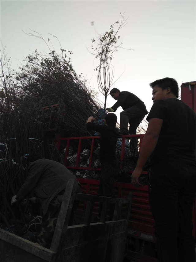 榆葉梅裝車實拍 榆葉梅裝車實拍