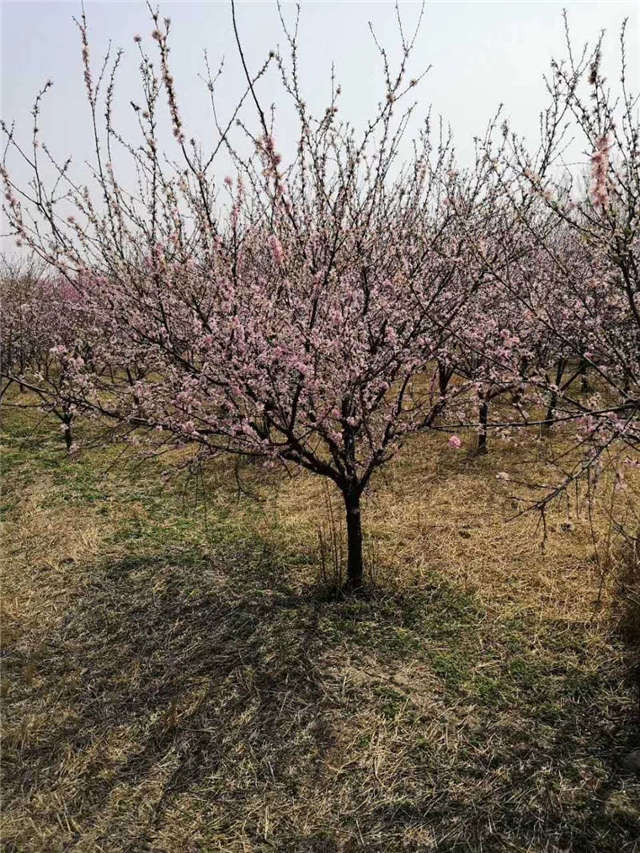 榆葉梅開花實拍 榆葉梅開花實拍