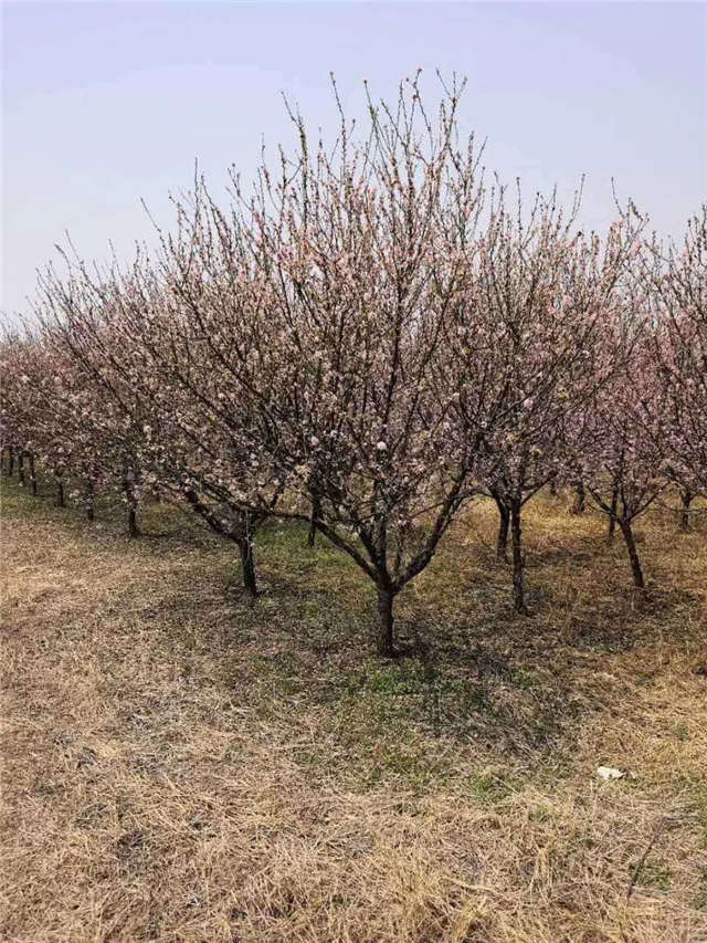 榆葉梅開花實拍 榆葉梅開花實拍