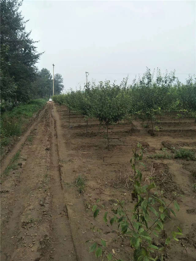 榆葉梅種植基地實拍 榆葉梅種植基地實拍