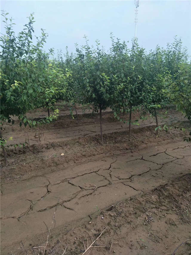 榆葉梅種植基地實拍 榆葉梅種植基地實拍