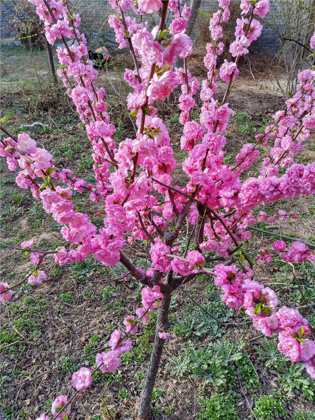 榆葉梅開花實拍 榆葉梅開花實拍