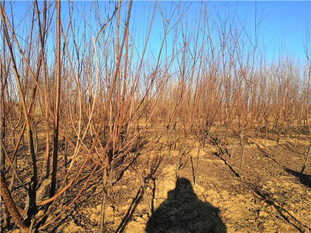 榆葉梅種植基地實拍 榆葉梅種植基地實拍