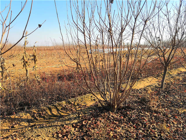 叢生黃櫨照片種植基地實拍 叢生黃櫨照片種植基地實拍