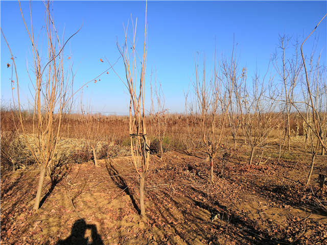 黃櫨照片種植基地實拍 黃櫨照片種植基地實拍