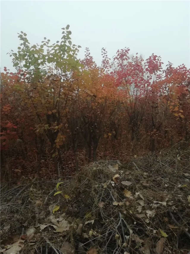 黃櫨照片種植基地實拍 黃櫨照片種植基地實拍