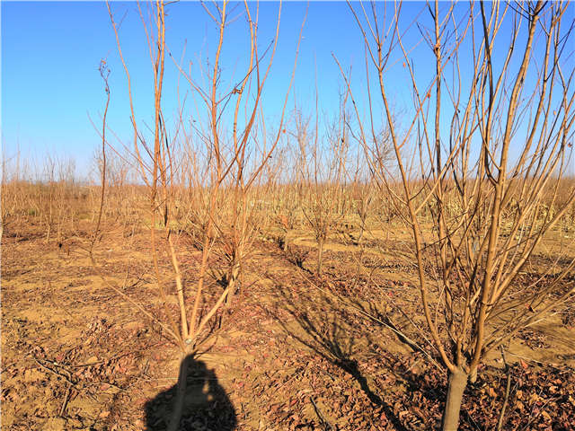 黃櫨照片種植基地實拍 黃櫨照片種植基地實拍